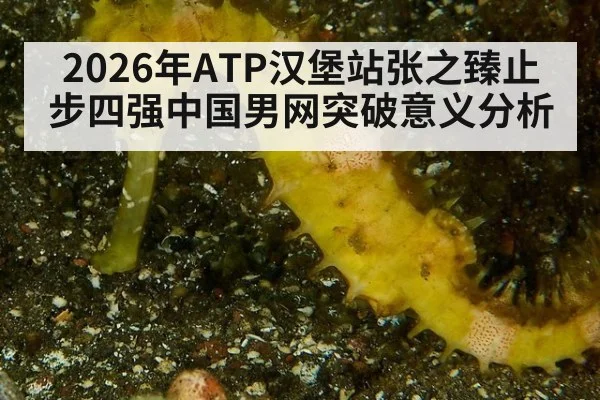 2026年ATP汉堡站张之臻止步四强中国男网突破意义分析 | nine game